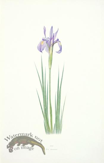 Dykes Iris 16